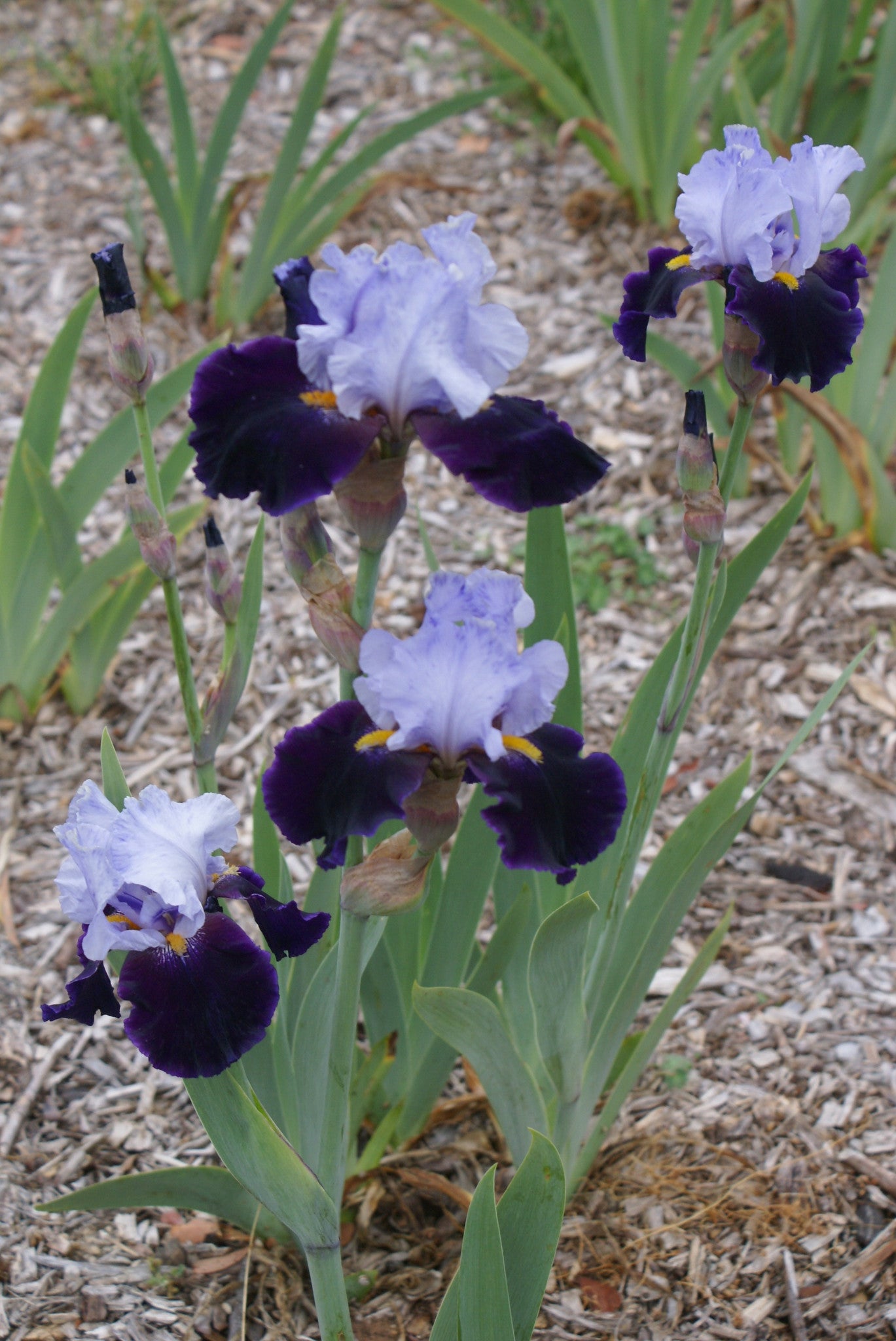 Habit - Tall Bearded Iris