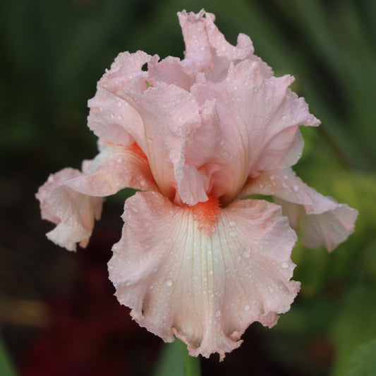 Happenstance - Tall bearded iris