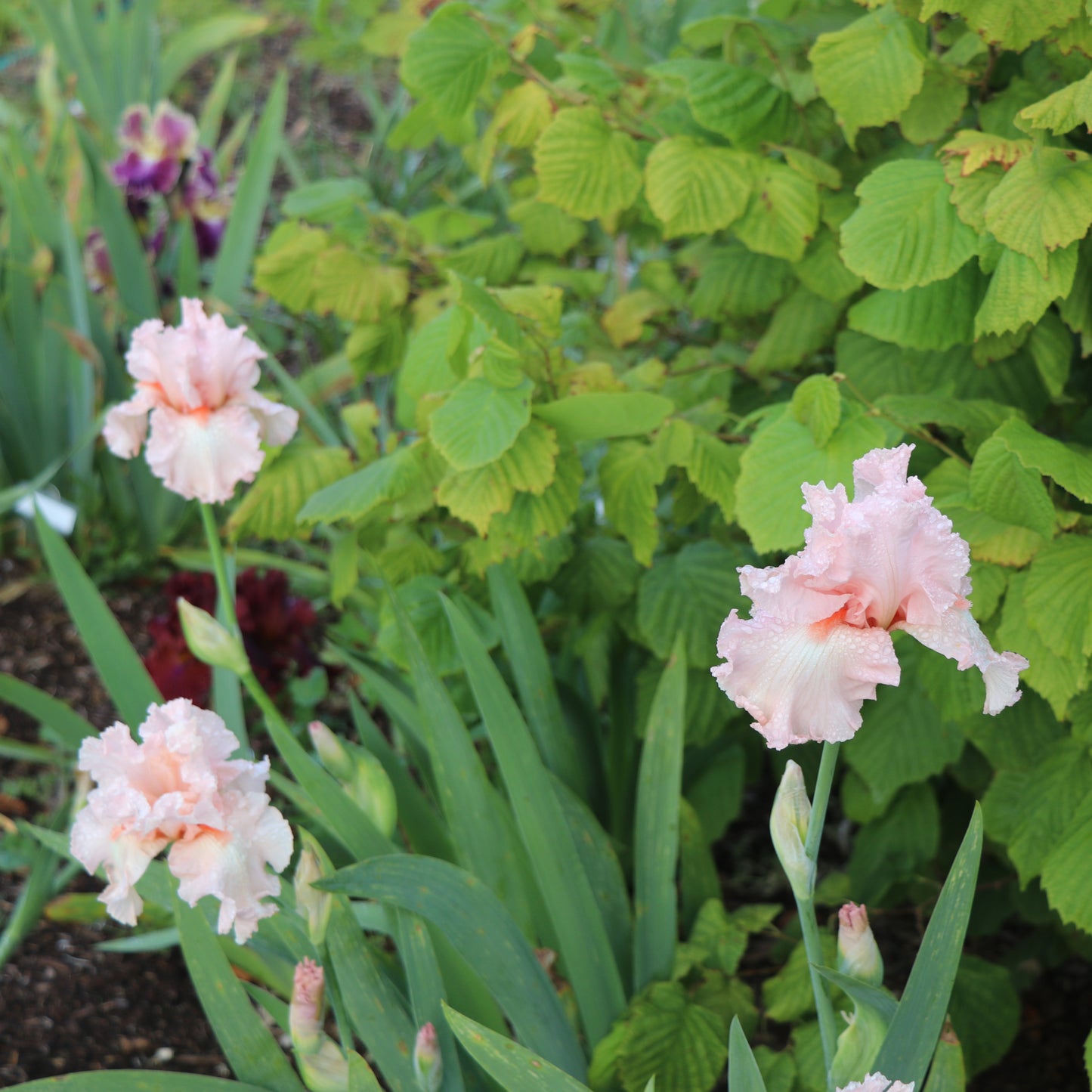 Happenstance - Tall bearded iris