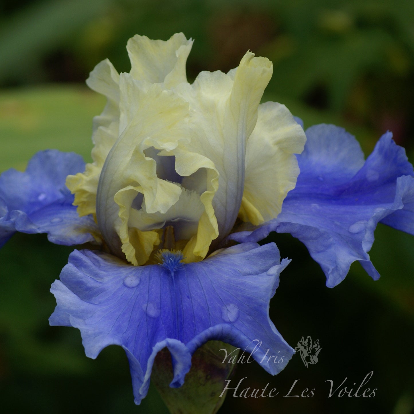 Haute Les Voiles - Tall bearded iris