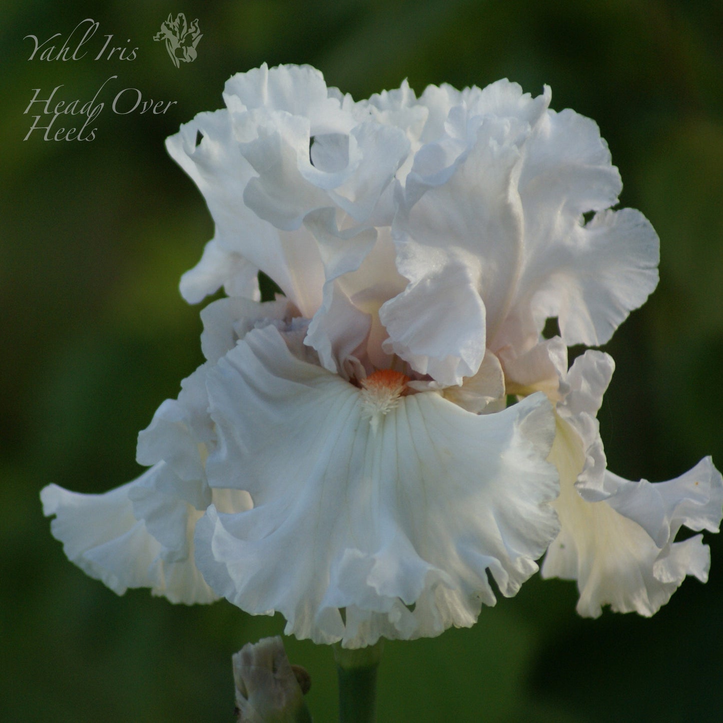 Head Over Heels - Tall Bearded Iris