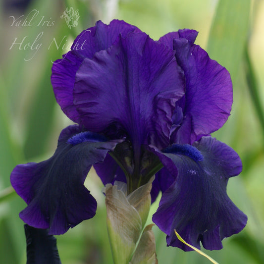 Holy Night - Tall bearded iris