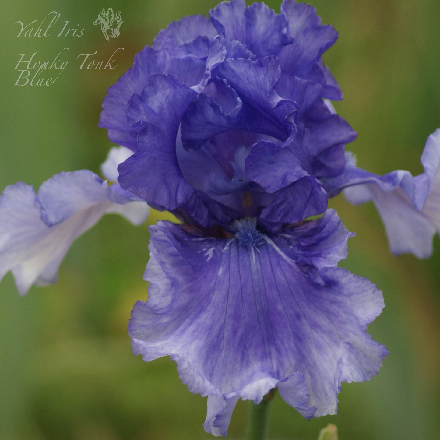 Honky Tonk Blue - Tall Bearded Iris