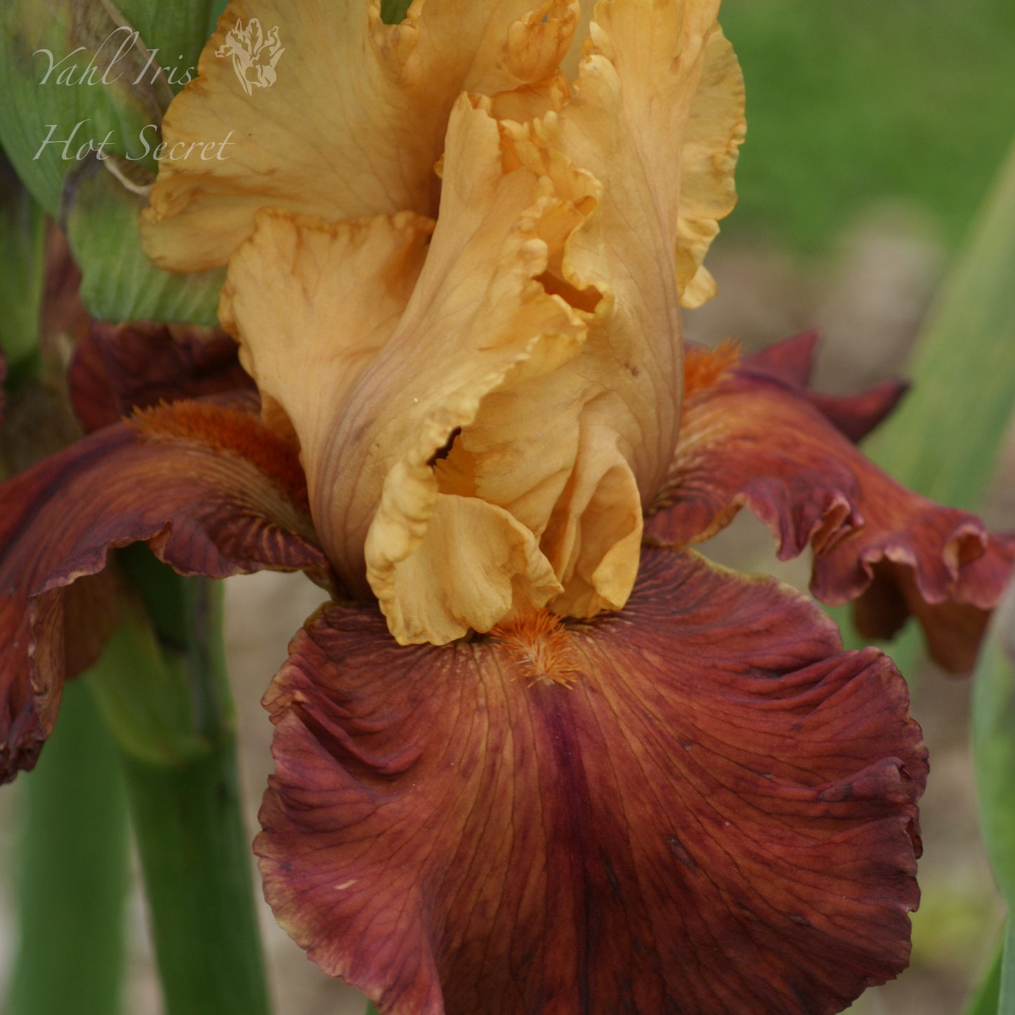 Hot Secret - Tall bearded iris