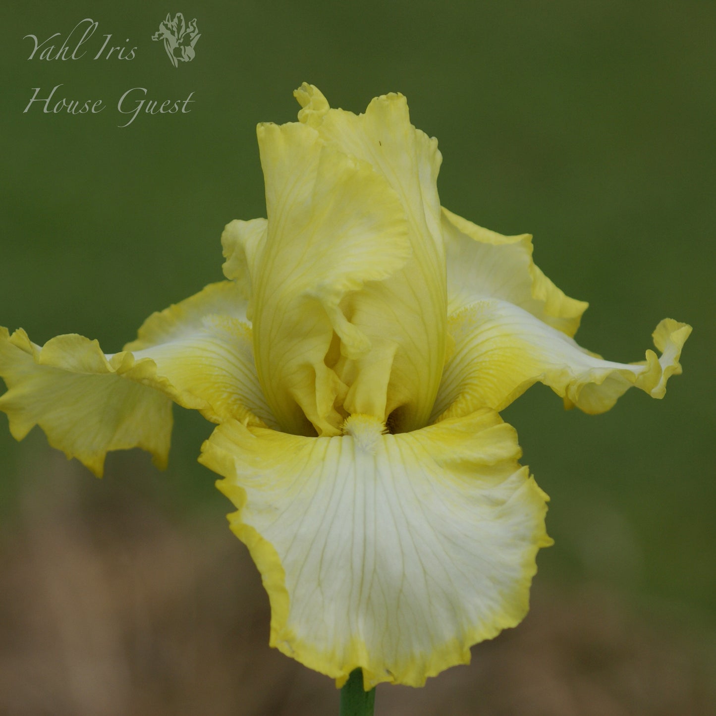 House Guest - Tall bearded iris