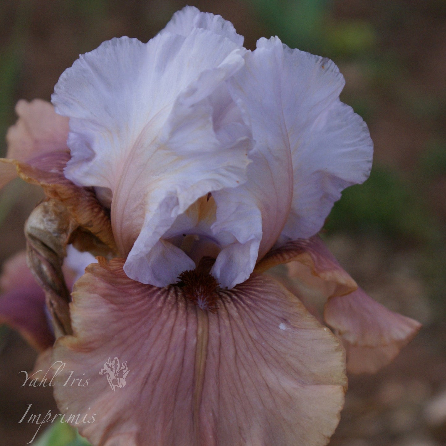 Imprimis - Tall bearded iris