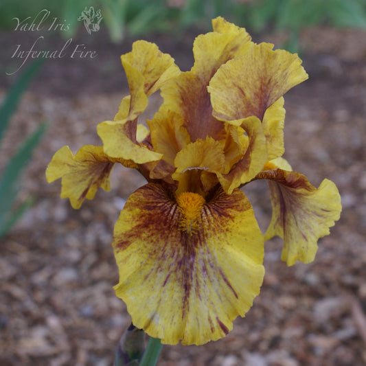 Infernal Fire - Tall bearded iris