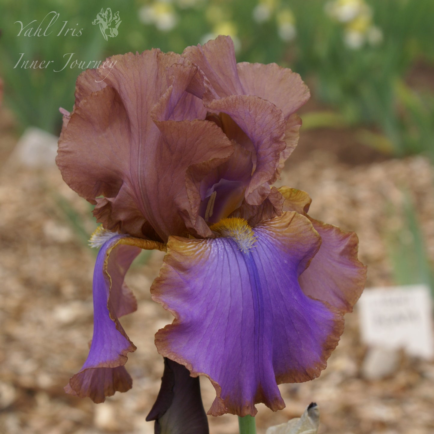 Inner Journey - Tall bearded iris