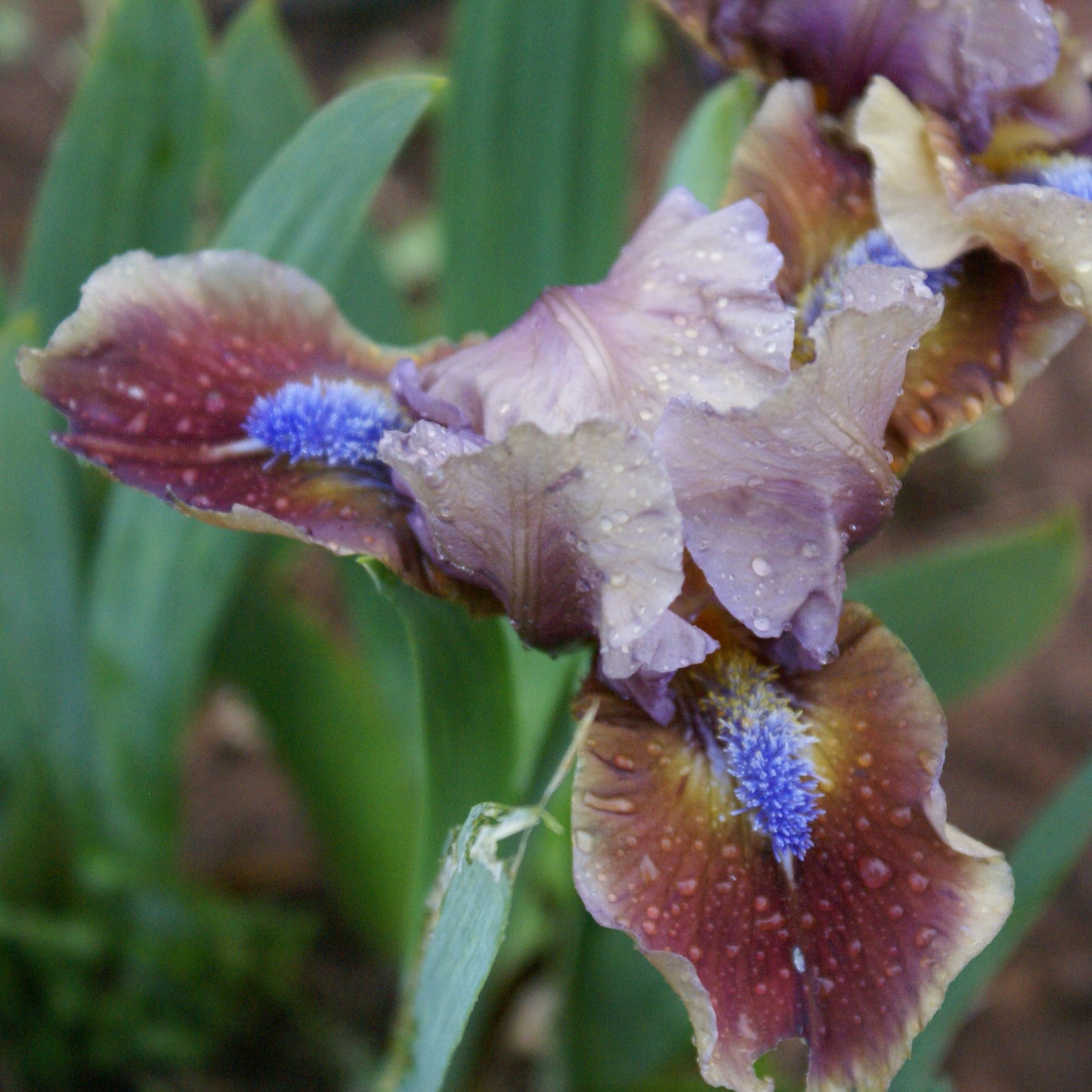 Jiansada - Standard Dwarf bearded iris