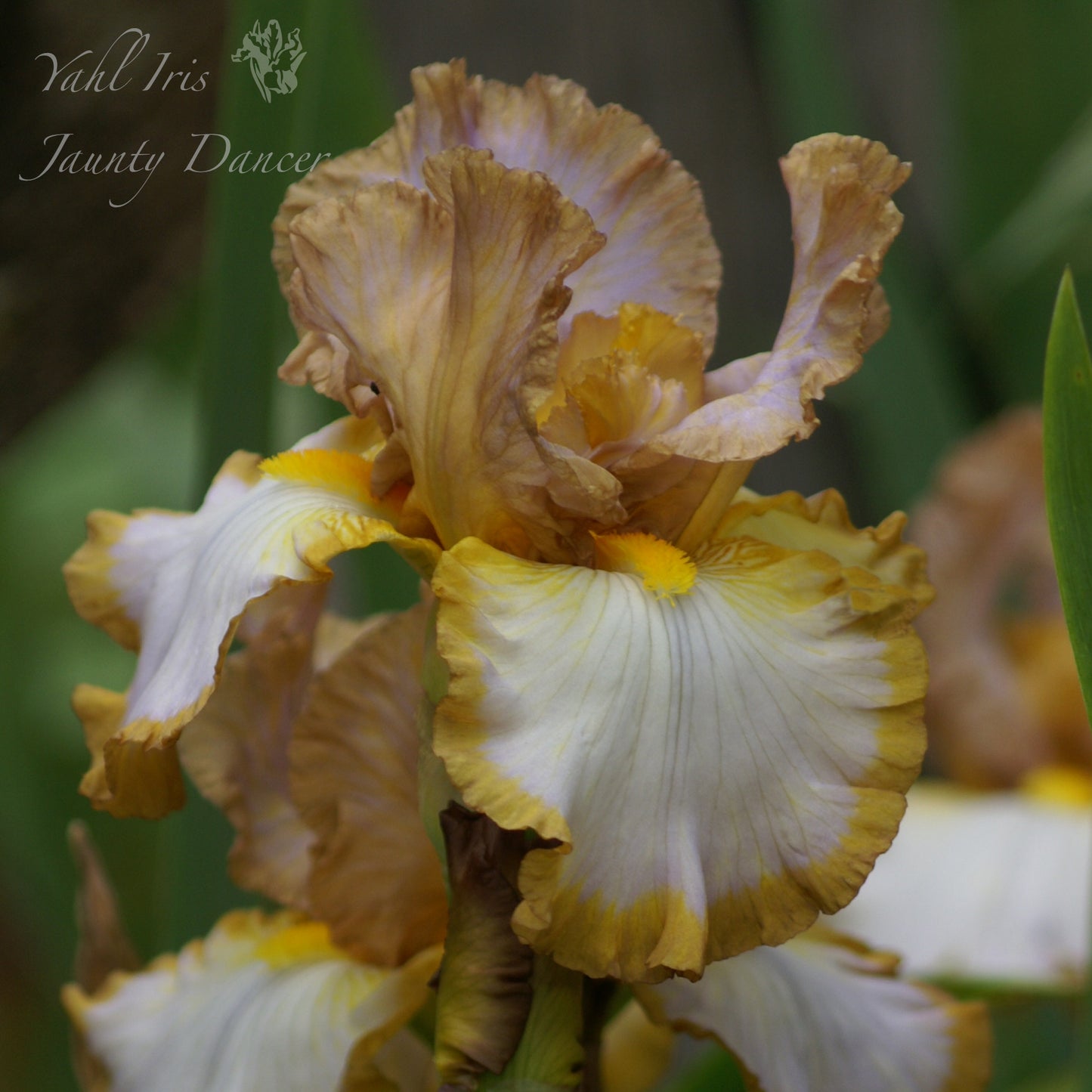 Jaunty Dancer - Tall bearded iris