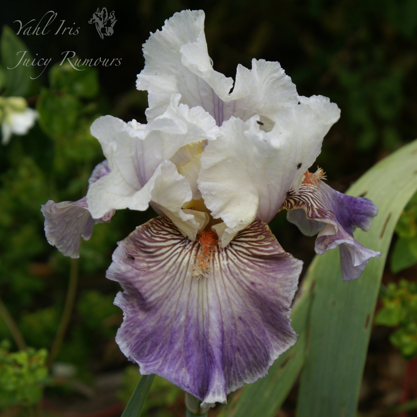 Juicy Rumours - Tall bearded iris