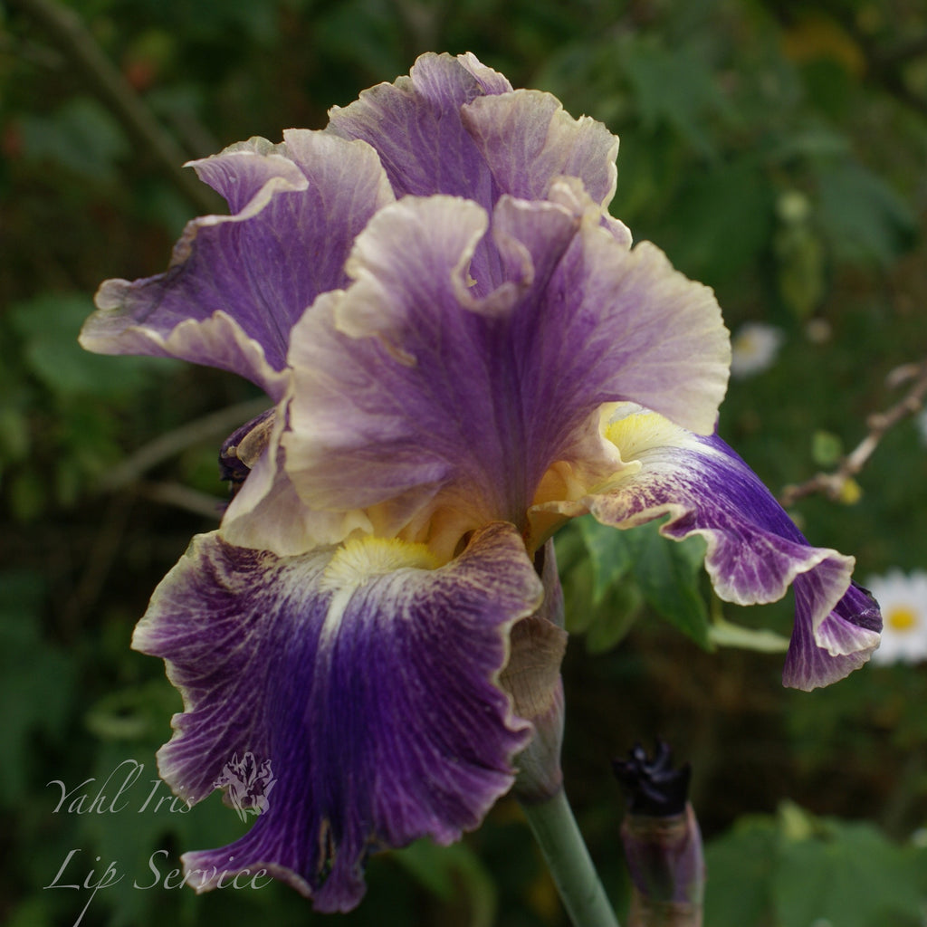 Lip Service - Tall bearded iris