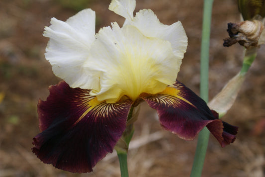 Lording It - Tall bearded iris