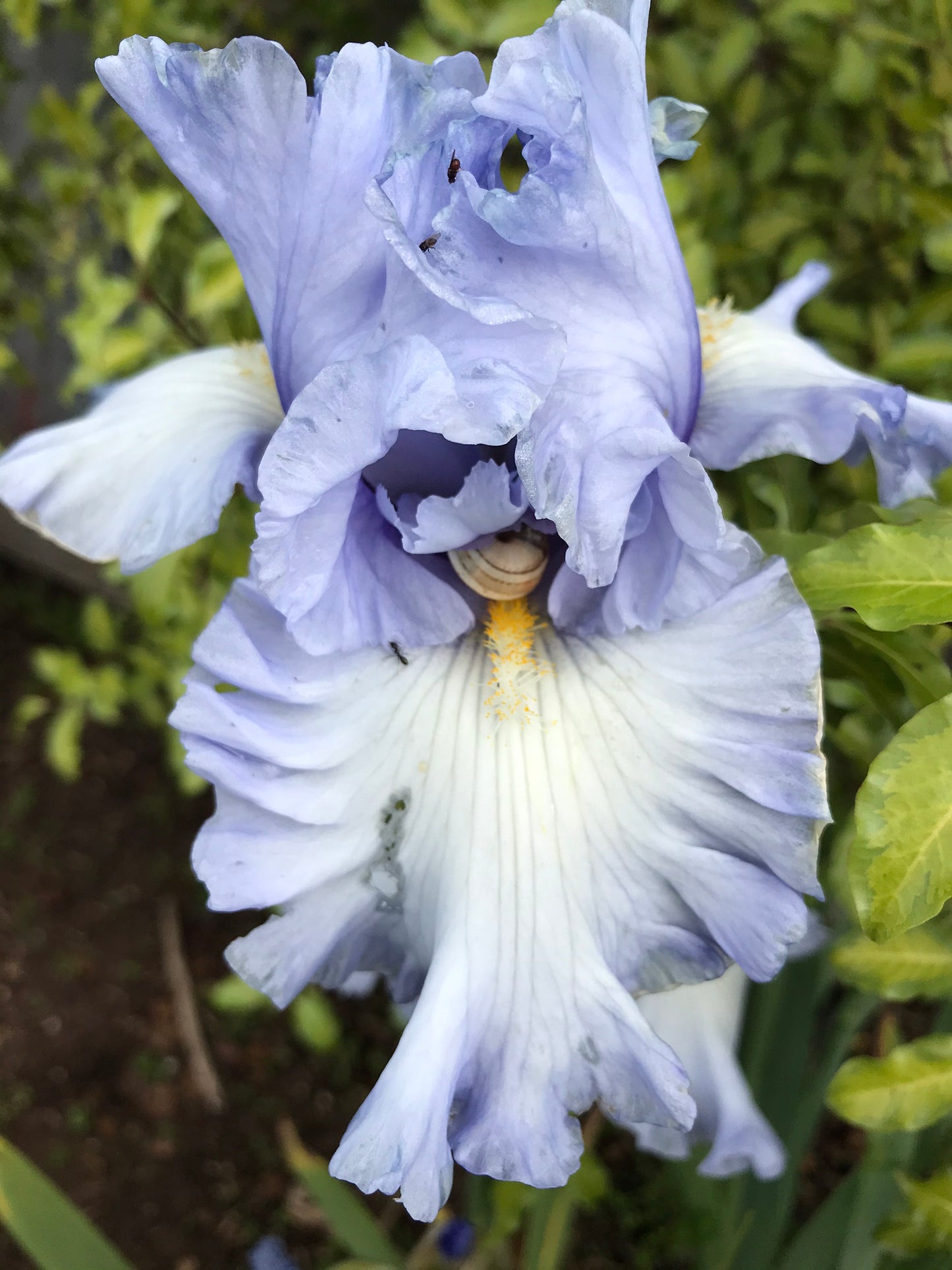 Moment To Savour - Tall Bearded Iris