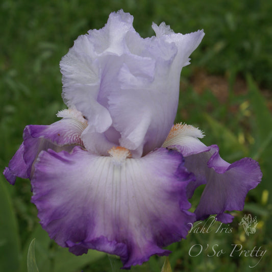 O'So Pretty - Tall bearded iris