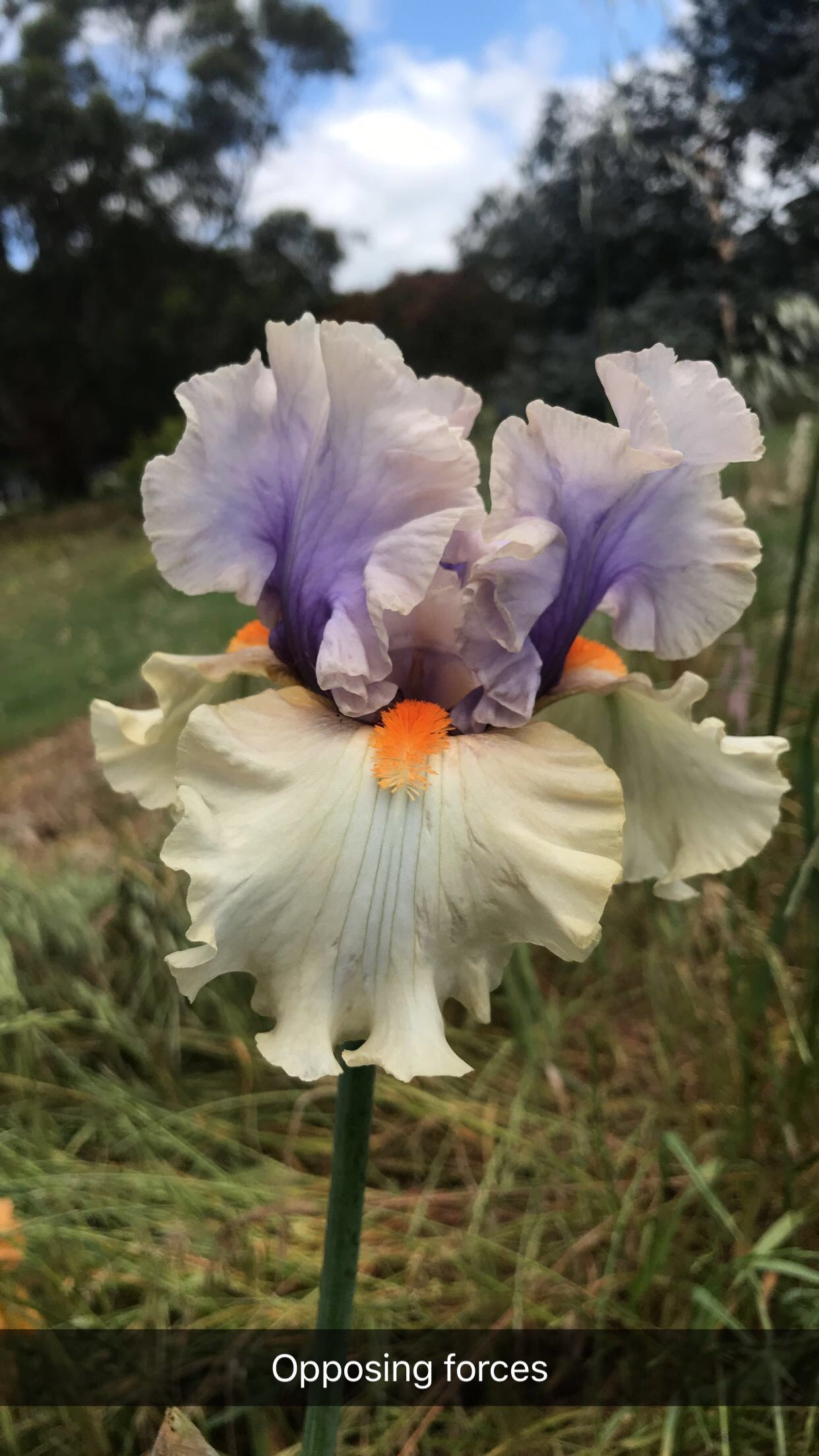 Opposing Forces - Tall bearded iris – Yahl Iris