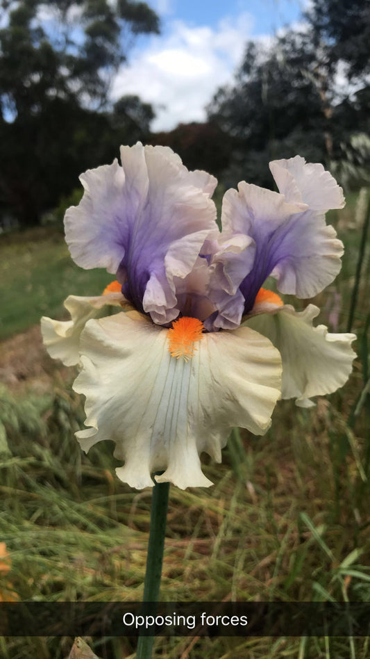 Opposing Forces - Tall bearded iris