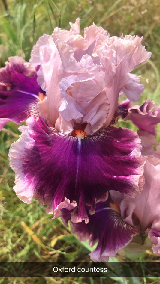 Oxford Countess - Tall Bearded Iris