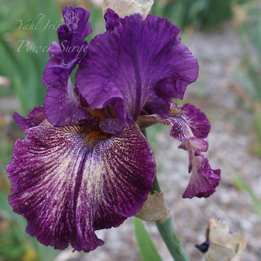 Power Surge - Tall bearded iris