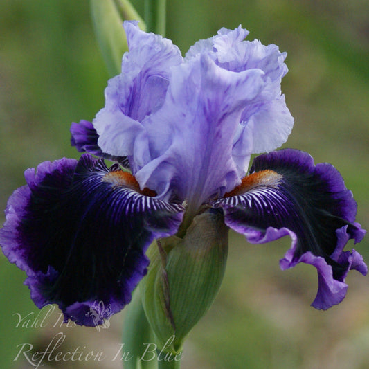 Reflection In Blue - Tall Bearded Iris hi