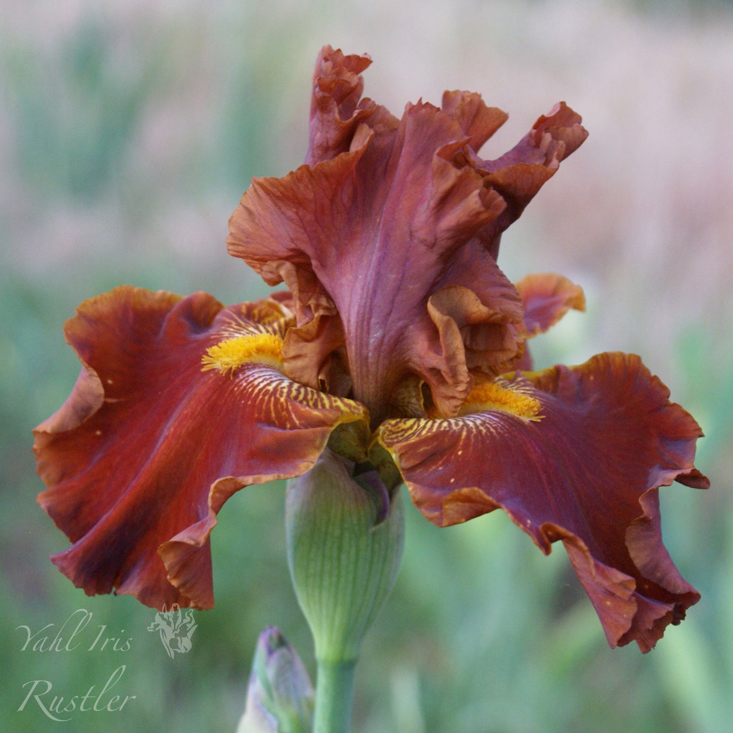Rustler - Tall bearded iris