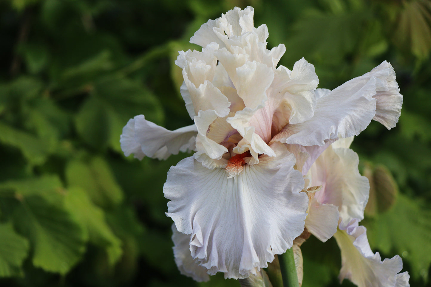 Softly Waiting - Tall bearded iris