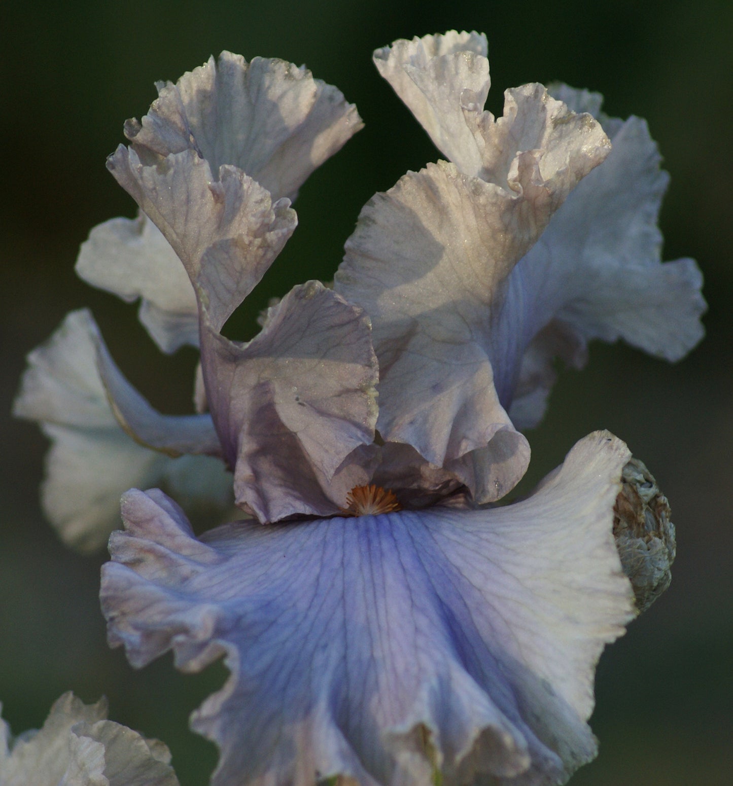 Stop Flirting - Tall bearded iris