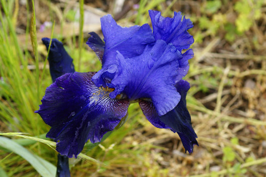 Storm Bringer - Tall bearded iris