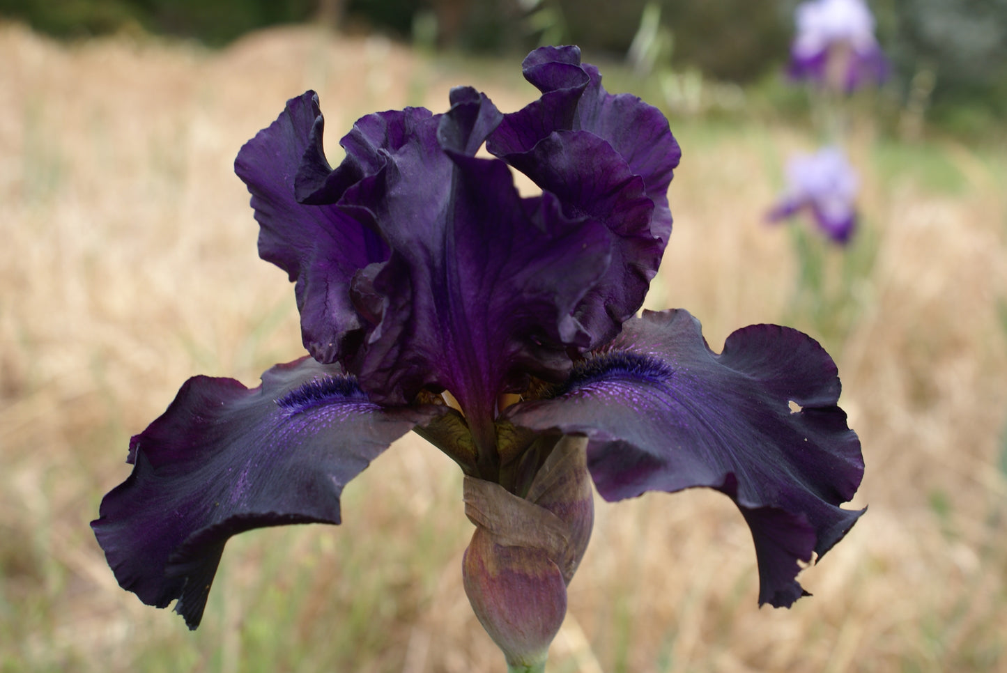 Superstition - Tall bearded iris