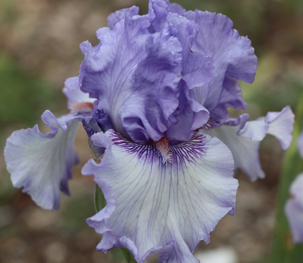 Sweet Geisha - Tall bearded iris