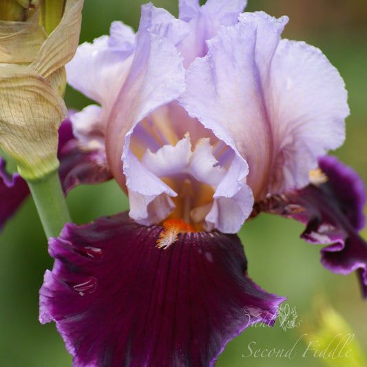 Second Fiddle - Tall bearded iris