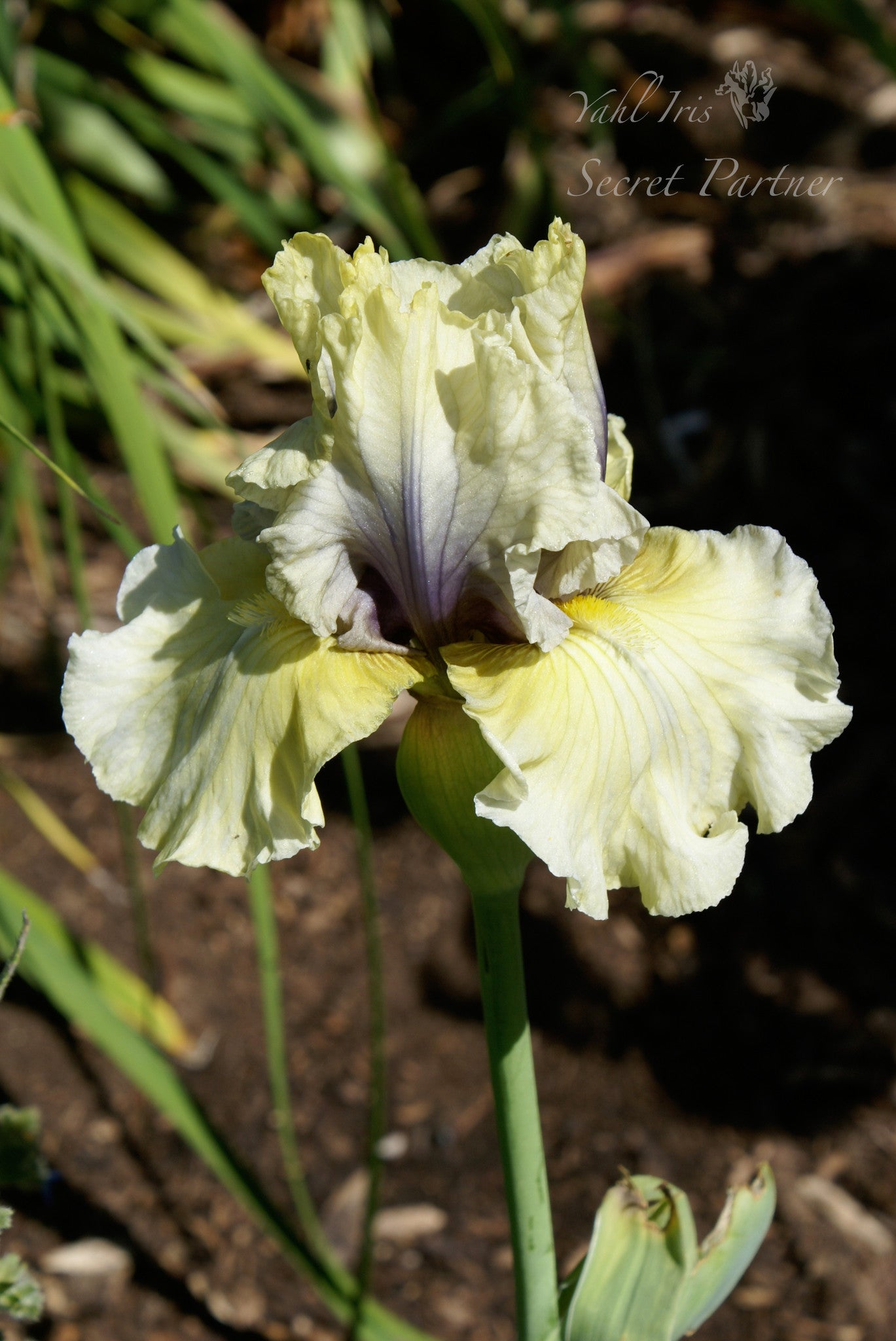 Secret Partner - Tall bearded iris