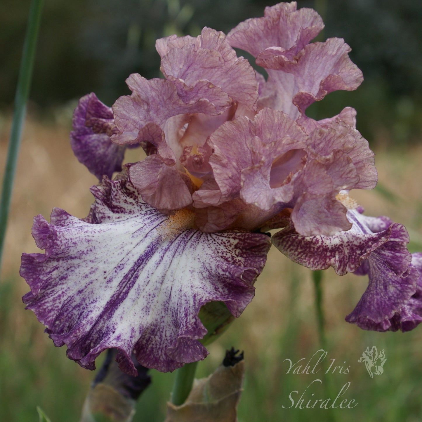 Shiralee - Tall bearded iris