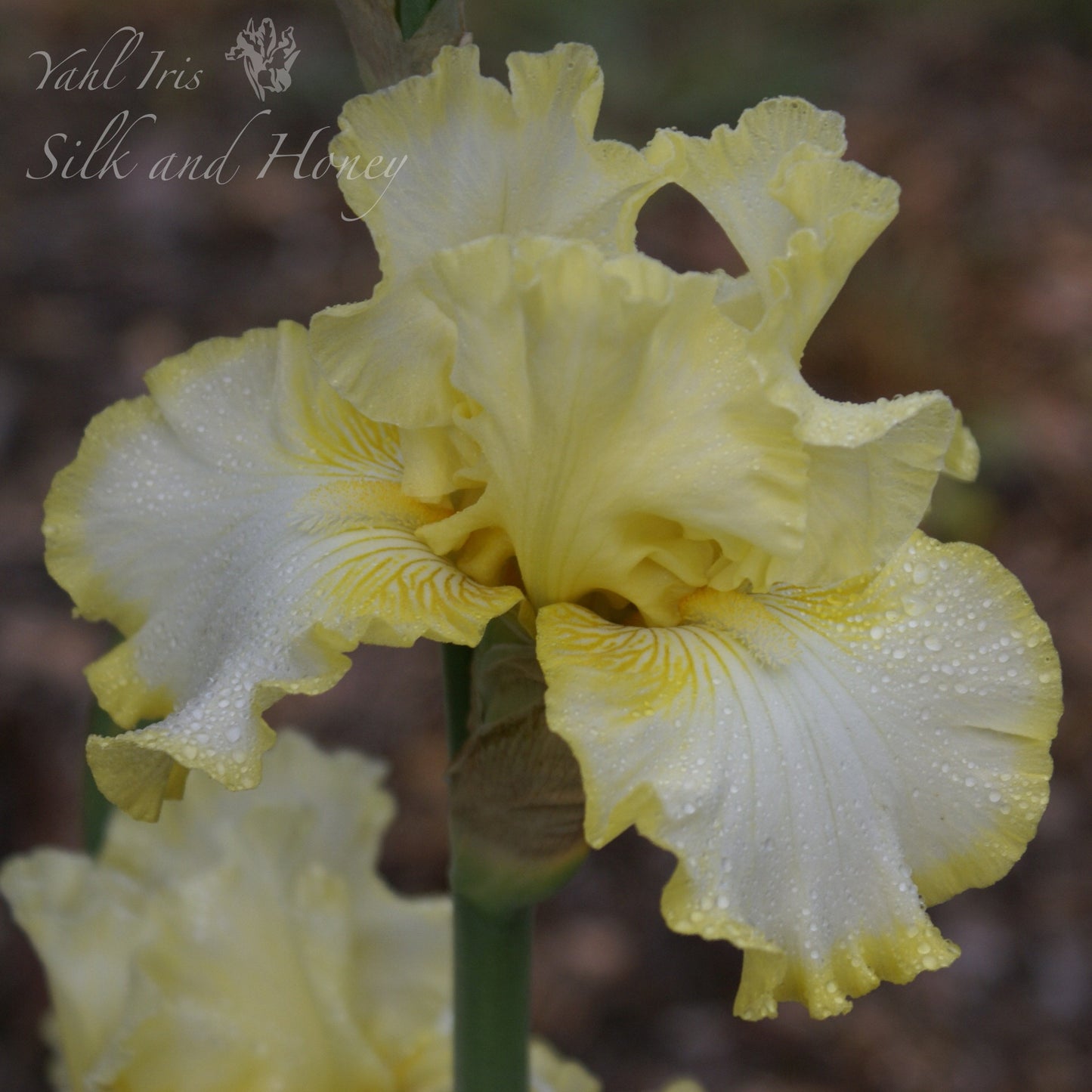 Silk and Honey - Tall bearded iris