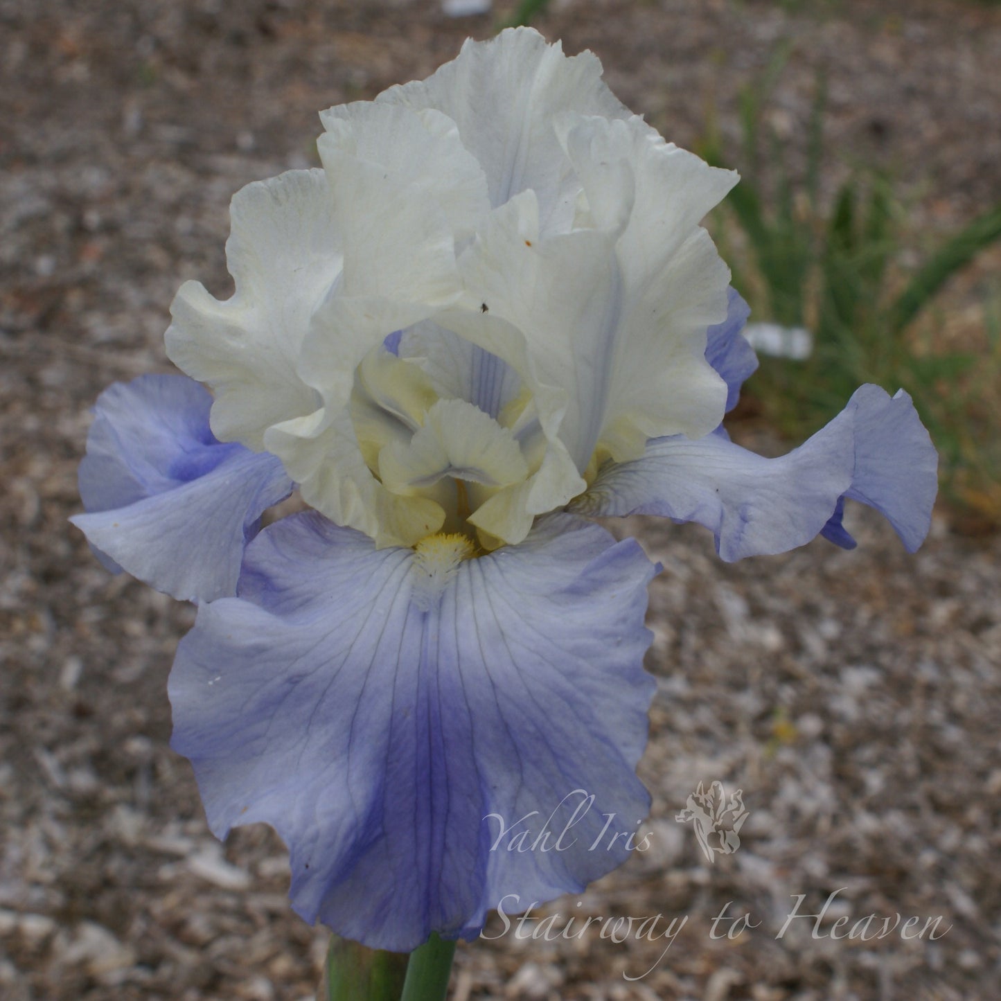 Stairway to Heaven - Tall bearded iris