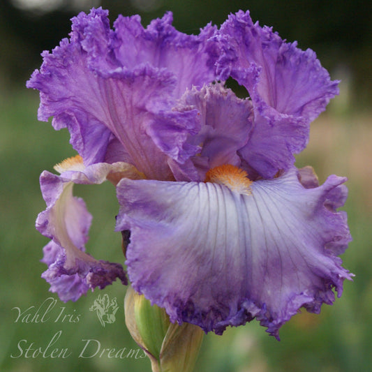 Stolen Dreams - Tall bearded iris