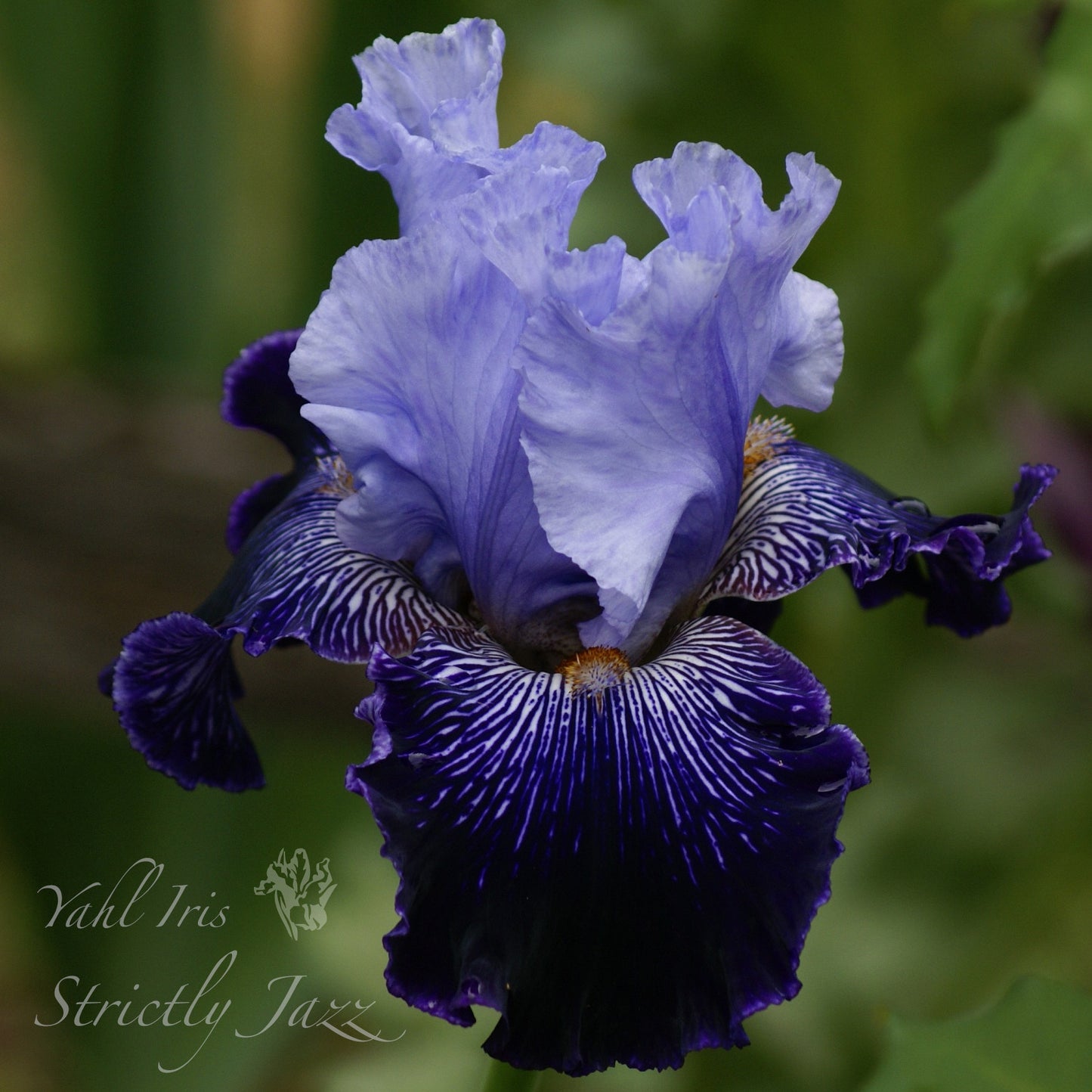 Strictly Jazz - Tall bearded iris