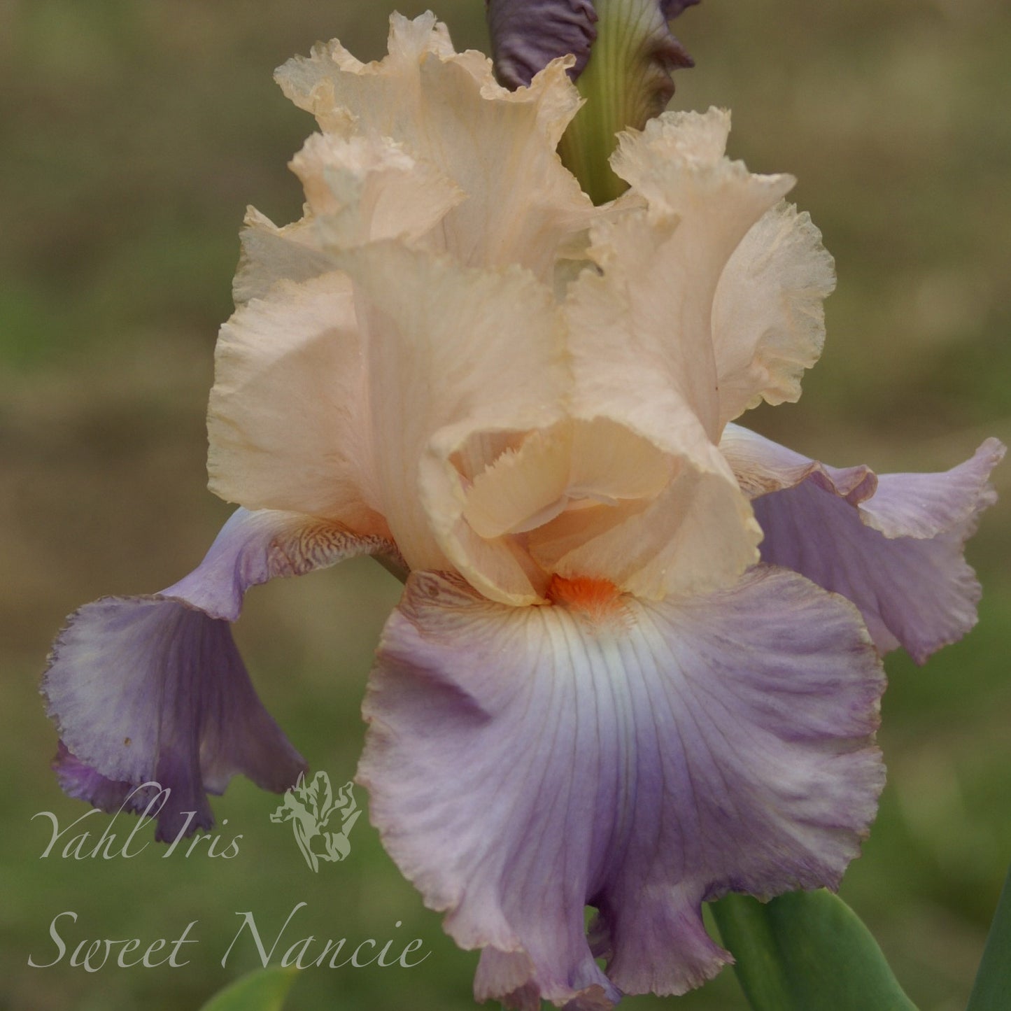 Sweet Nancie - Tall bearded iris