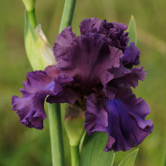 Thunder Maker - Tall bearded iris