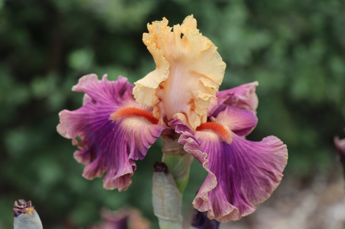 Taffetta Tantrum - Tall bearded iris