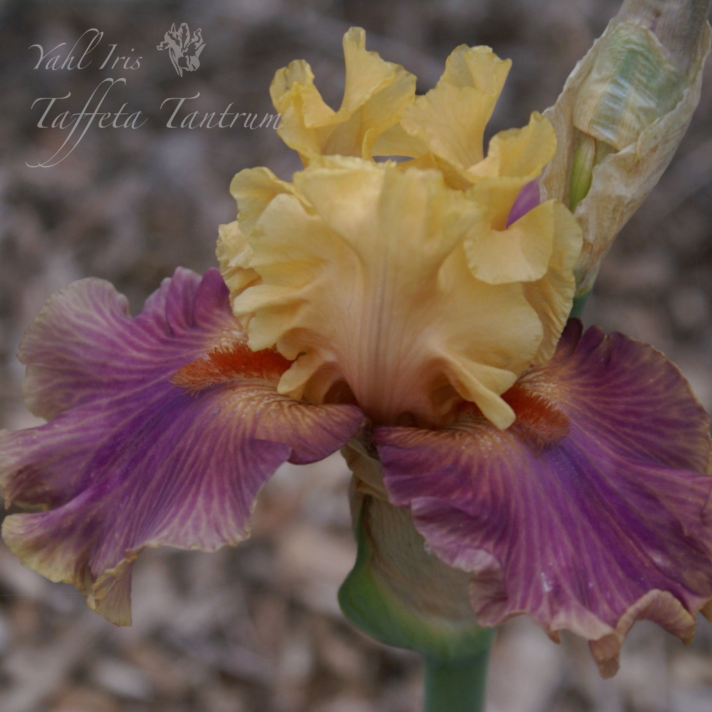 Taffetta Tantrum - Tall bearded iris