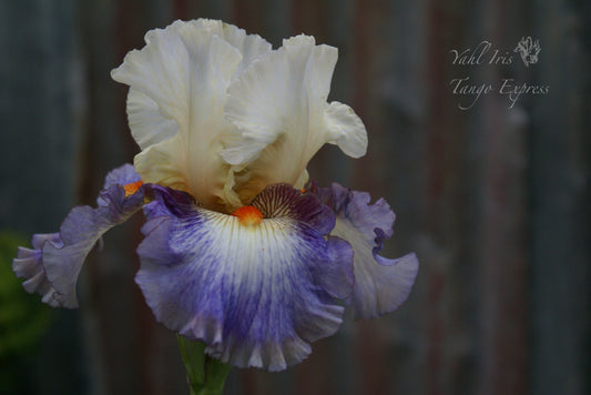 Tango Express - Tall Bearded Iris