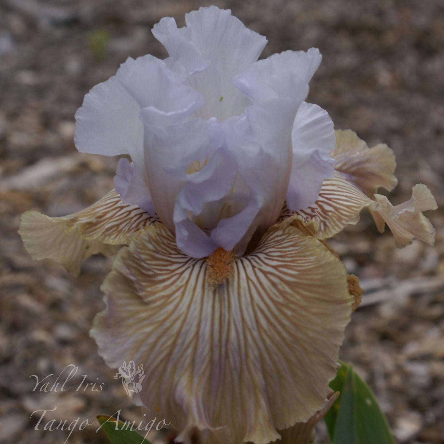 Tango Amigo - Tall bearded iris