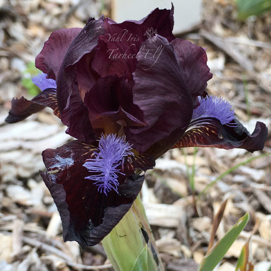 Tarheel Elf - Dwarf bearded iris