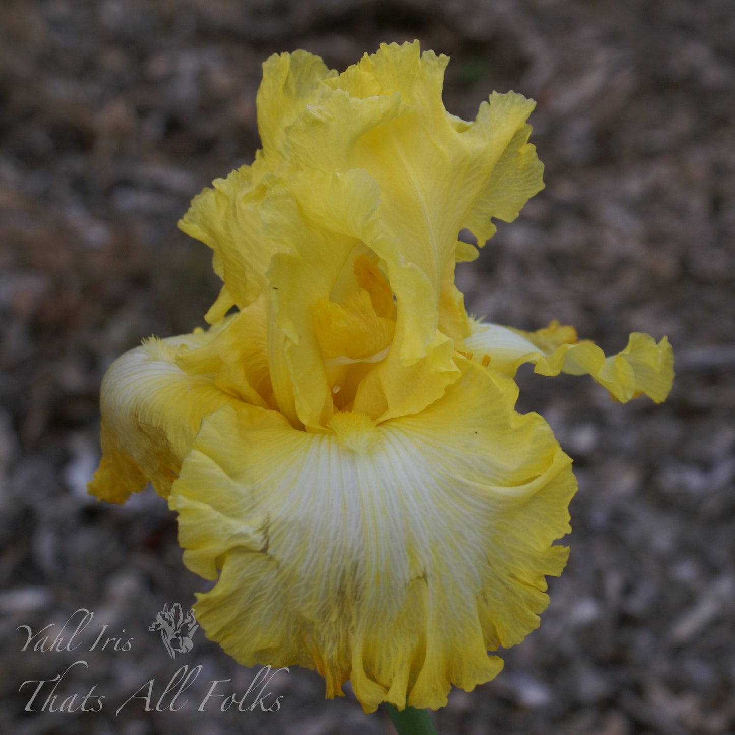 Thats All Folks - Tall bearded iris