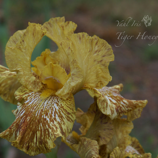 Tiger Honey - Tall bearded iris