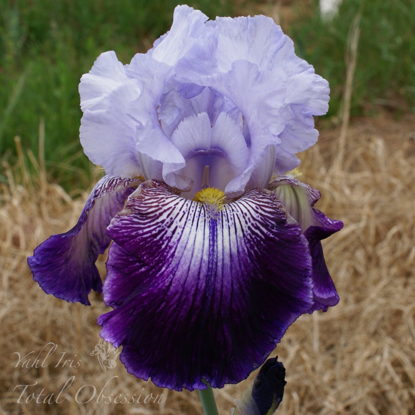 Total Obsession - Tall Bearded Iris