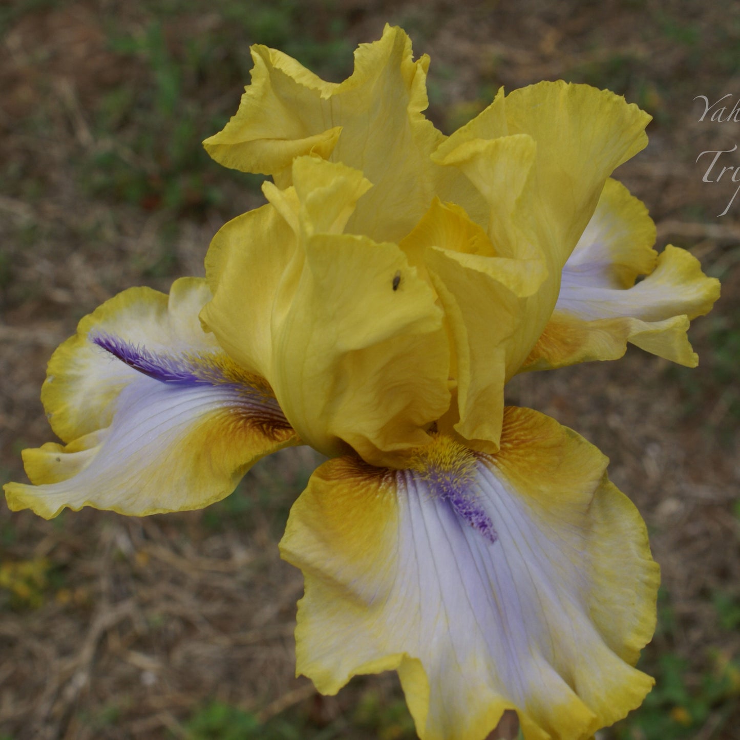 Triple Whammy - Tall bearded iris