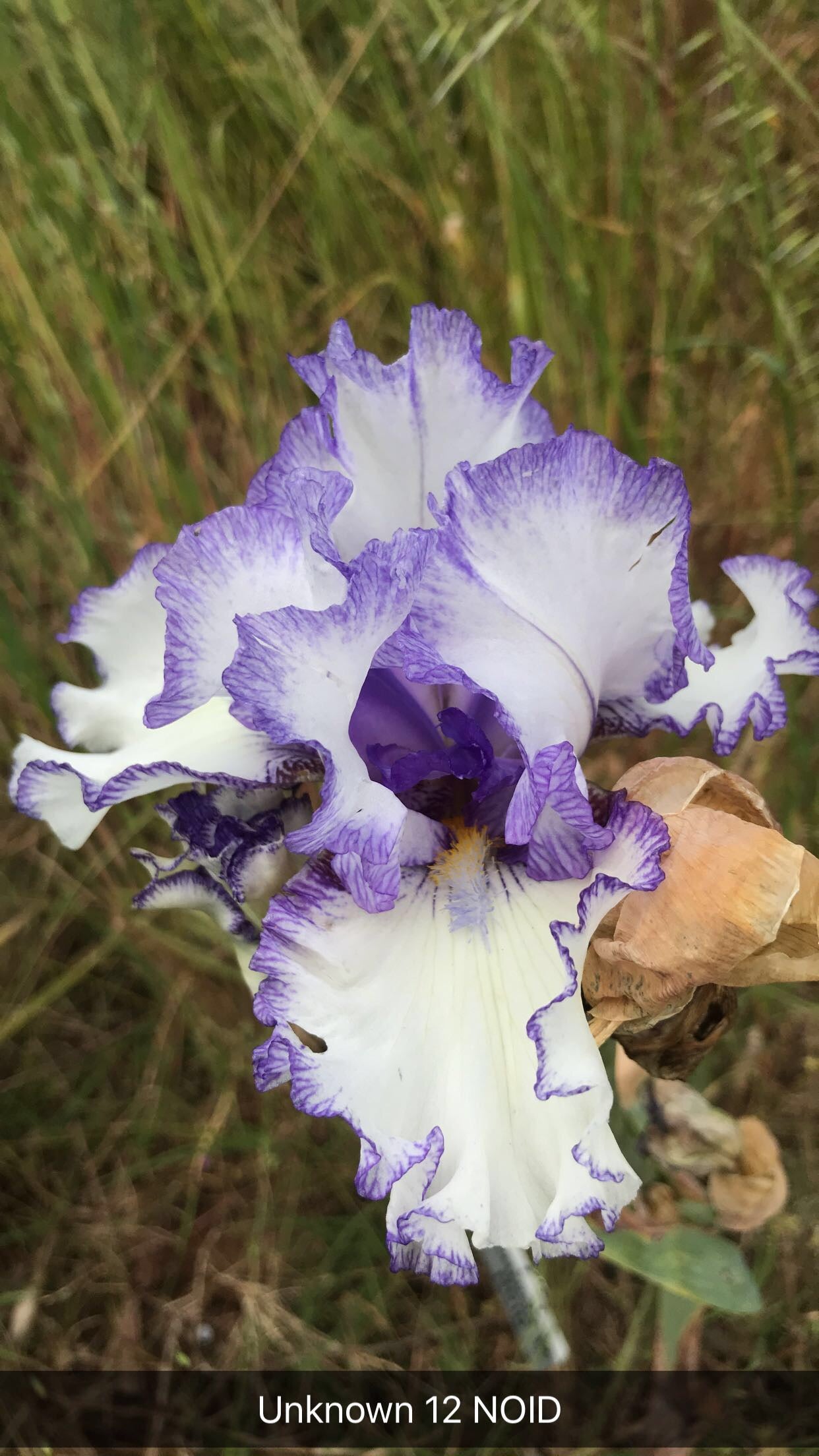 Unknown Name 12 - Tall bearded iris