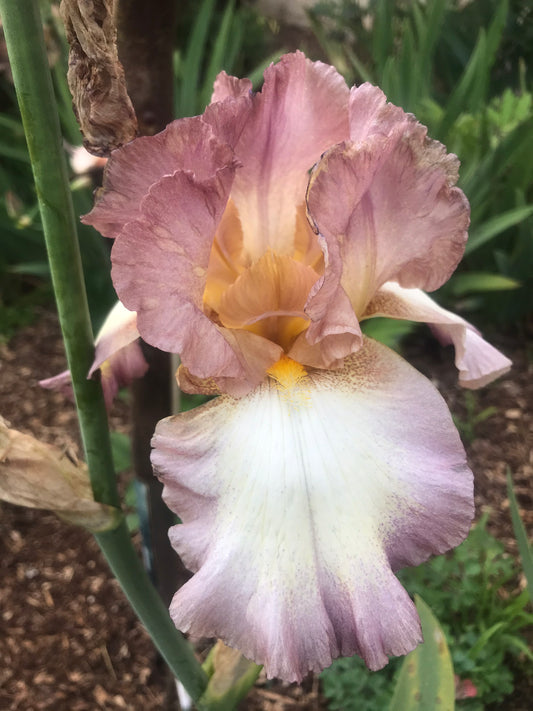 Unknown Name 5 - Tall bearded iris